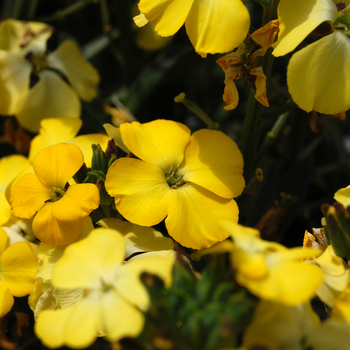 Erysimum Walberton's® 'Fragrant Sunshine' (047677)