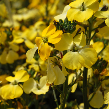 Erysimum Walberton's® 'Fragrant Sunshine' (047678)