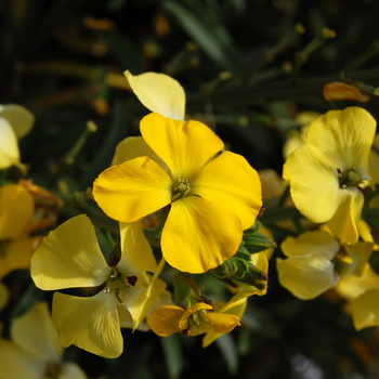 Erysimum Walberton's® 'Fragrant Sunshine' (047680)