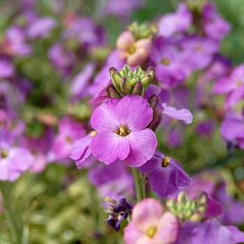 Erysimum linifolium 'Variegatum' (047681)