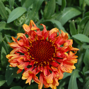 Gaillardia Realflor® 'Fanfare Blaze' (047682)