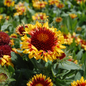 Gaillardia aristata Gallo® 'Yellow' (047683)