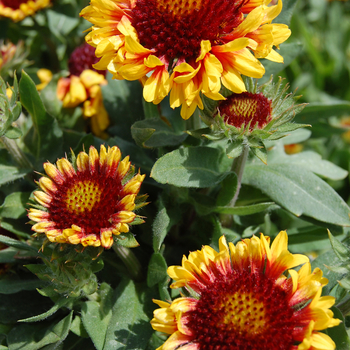 Gaillardia aristata Gallo® 'Yellow' (047684)