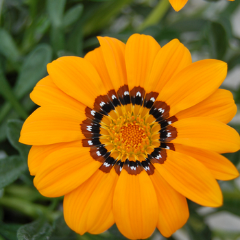 Gazania rigens 'Adonis' (047687)