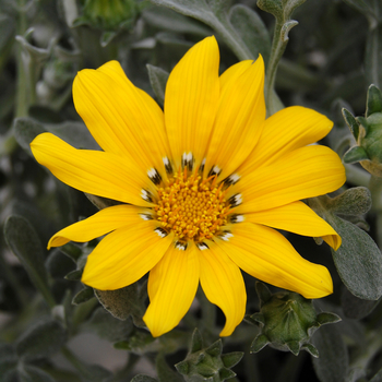 Gazania rigens 'Beda' (047688)