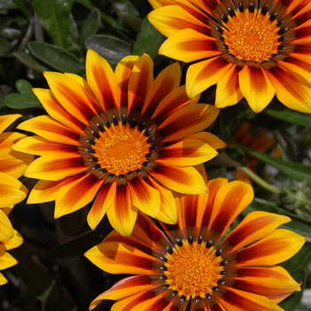 Gazania rigens 'New Magic' (047691)