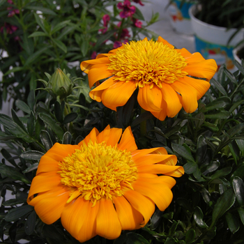 Gazania rigens 'Nahui PLA® SunBathers®' (047692)