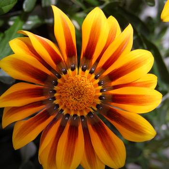 Gazania rigens 'New Magic' (047695)