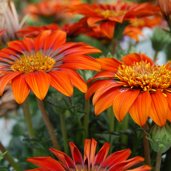 Gazania rigens 'Rumi PLA® SunBathers®' (047698)