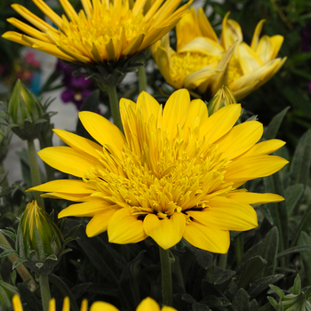 Gazania rigens 'Sunset Lemon Spot PLA® SunBathers®' (047700)