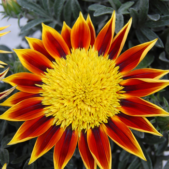 Gazania rigens 'Totonaca PLA® SunBathers®' (047703)