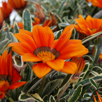 Gazania rigens 'Ilanga Gazte' (047704)