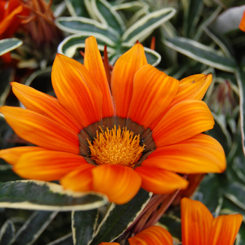 Gazania rigens 'Ilanga Gazte' (047705)