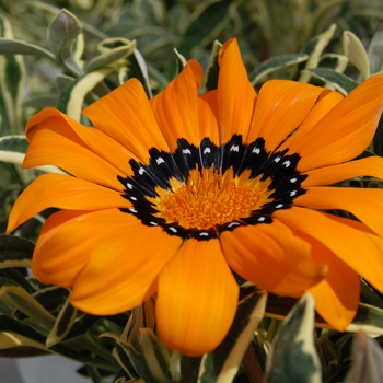 Gazania rigens 'Variegated Orange' (047708)