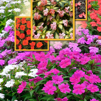 Impatiens SunPatiens® 'Series' (047813)