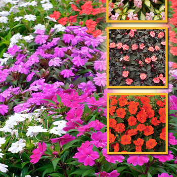 Impatiens SunPatiens® 'Series' (047814)