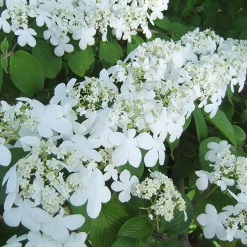 Viburnum plicatum f. tomentosum 'Shasta' (047947)