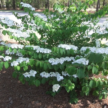 Viburnum plicatum f. tomentosum 'Shasta' (047948)