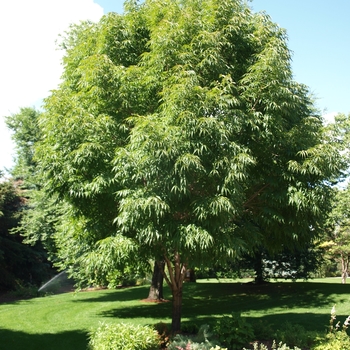 Fraxinus mandshurica