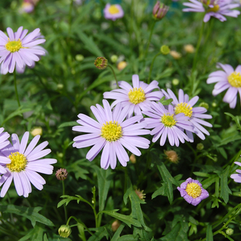 Brachyscome iberidifolia 'Outback Plants™ Mauve Delight' (048160)