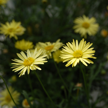 Brachyscome iberidifolia 'Outback Plants™ Yellow' (048163)