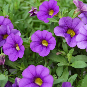 Calibrachoa Caloha® 'Compact Blue' (048252)