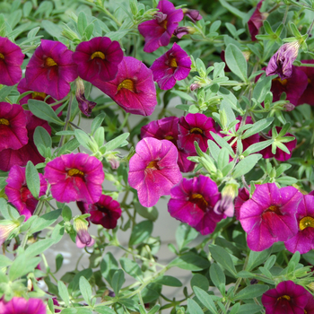 Calibrachoa Caloha® 'Aubergine' (048253)