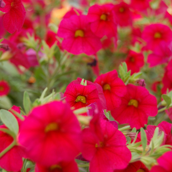 Calibrachoa Caloha® 'Classic Red' (048278)