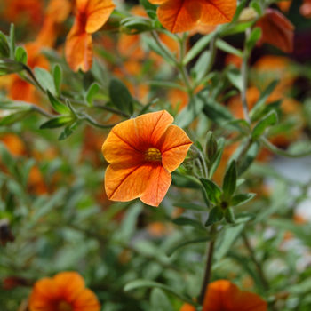 Calibrachoa Caloha® 'Classic Sunny Orange' (048280)