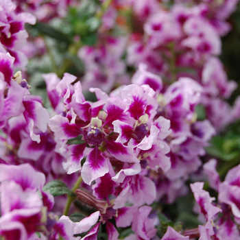 Cuphea llavea 'Vienco® Lavender' (048286)