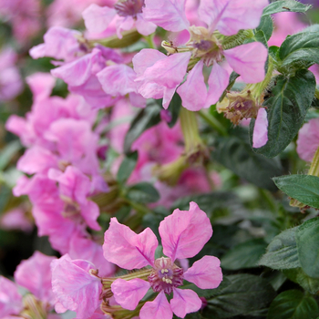 Cuphea llavea 'Vienco® Purple Pink' (048288)