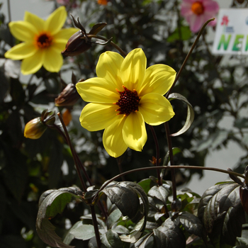 Dahlia 'Knockout' (048294)