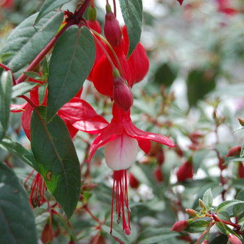 Fuchsia Sunbeam® 'Hot Pink and White' (048298)