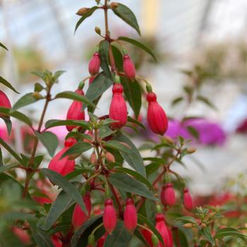 Fuchsia Sunbeam® 'Hot Rose and Dark Purple' (048300)