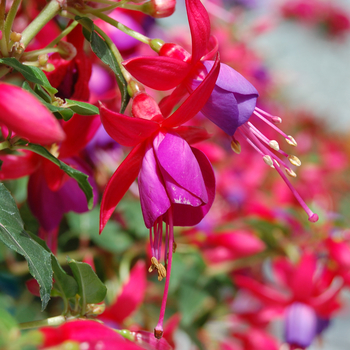 Fuchsia Sunbeam® 'Rocky' (048301)