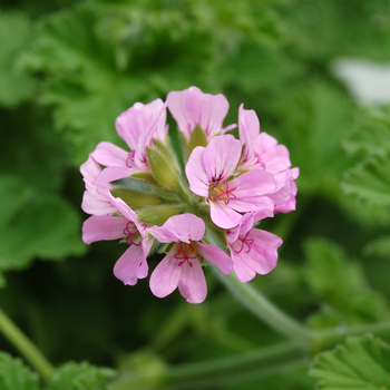 Pelargonium capitatum 'Attar of Roses' (048305)