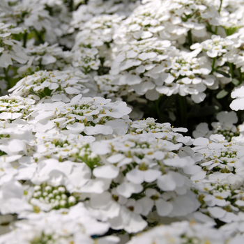 Iberis sempervirens 'Masterpiece' (048313)