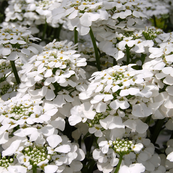 Iberis sempervirens 'Masterpiece' (048314)