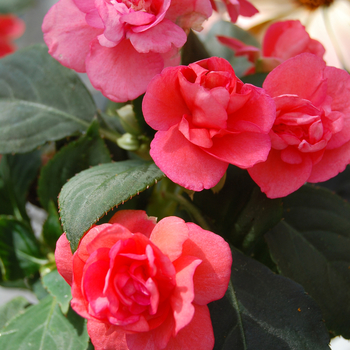 Impatiens walleriana 'Double Just Must Neon Salmon' (048319)