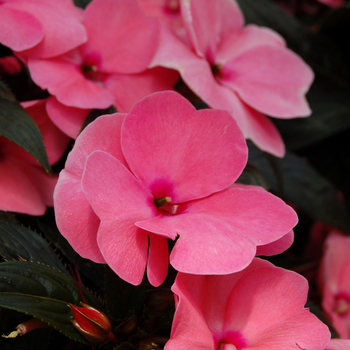 Impatiens hawkerii Paradise® 'Delias Improved' (048321)