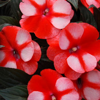 Impatiens hawkerii Paradise® 'Orange Neptis' (048326)