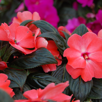 Impatiens 'Tropix® Orange' (048332)