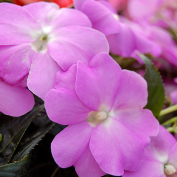 Impatiens 'Tropix® Lilac' (048334)