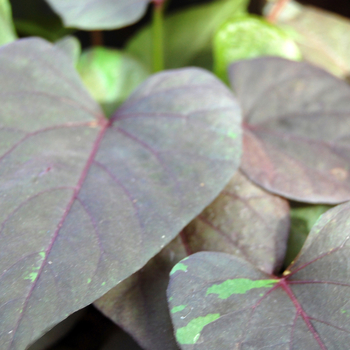 Ipomoea batatas 'Black Heart' (048337)