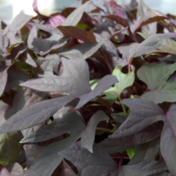 Ipomoea batatas 'Bright Ideas Black' (048340)