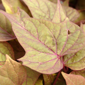 Ipomoea batatas 'Bright Ideas Rusty Red' (048343)