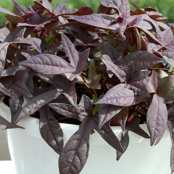 Ipomoea batatas 'Chillin® Blackberry Star' (048351)