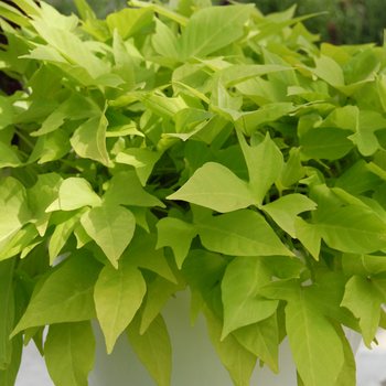 Ipomoea batatas 'Goldfinger' (048694)