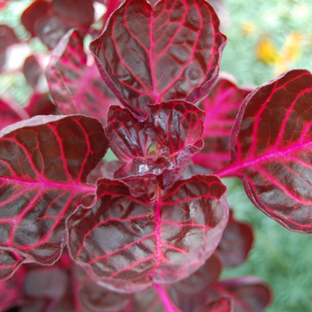 Iresine herbstii 'Red Heart' (048698)