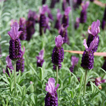 Lavandula stoechas Anouk 'Lavender' (048707)